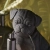 Lampa stołowa czarna z żywicy w kształcie mopsa 107325 z serii Pug Puppy - Endon Lighting