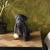 Lampa stołowa czarna z żywicy w kształcie mopsa 107325 z serii Pug Puppy - Endon Lighting