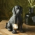 Lampa stołowa czarna w kształcie psa 107365 z serii Labrador Puppy - Endon Lighting
