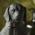 Lampa stołowa czarna w kształcie psa 107365 z serii Labrador Puppy - Endon Lighting