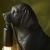 Lampa stołowa czarna w kształcie psa 107365 z serii Labrador Puppy - Endon Lighting