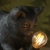 Lampa stołowa czarna w kształcie kota z żywicy 107390 z serii Kitten - Endon Lighting