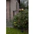 Latarnia ogrodowa PINE 7196603012 - Lutec